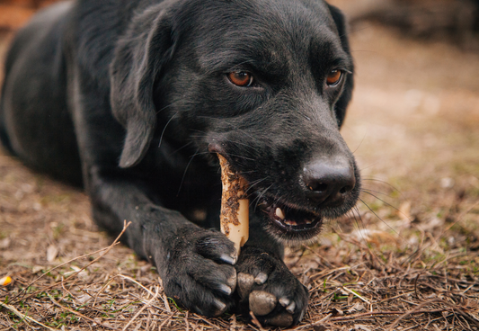 La mastication chez le chien, un besoin essentiel