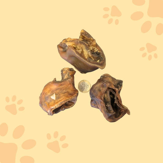 Pavillon d'oreille de boeuf