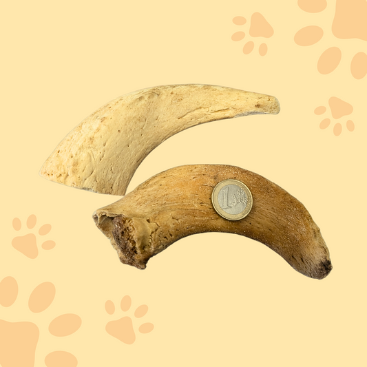 Moelle de corne de mouton