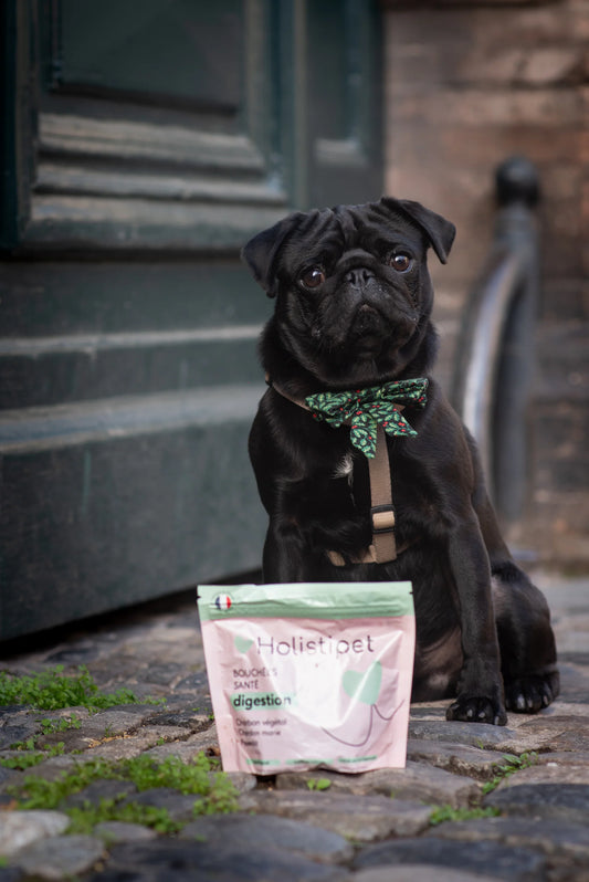 Bouchées digestion Holistipet