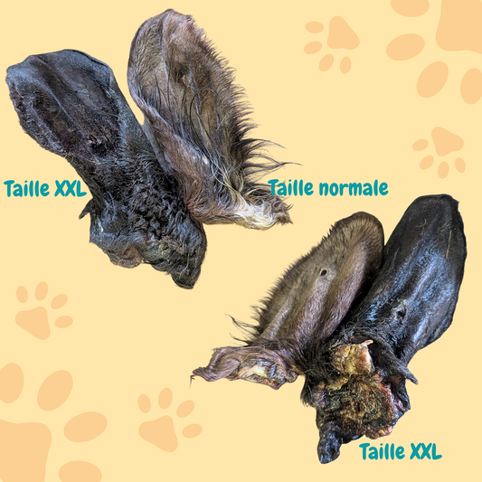 Oreille de bœuf avec poils XXL