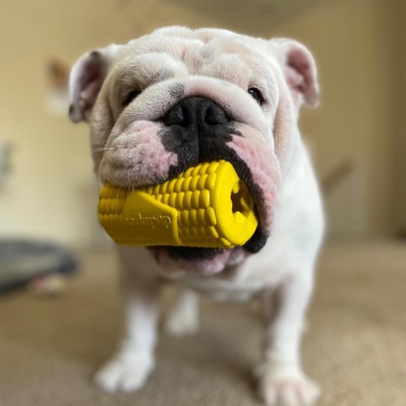 Épi de maïs distributeur