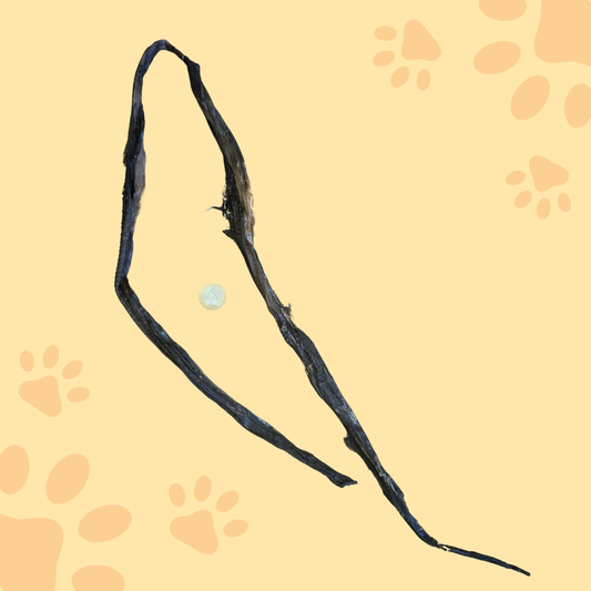 Peau de poisson chat