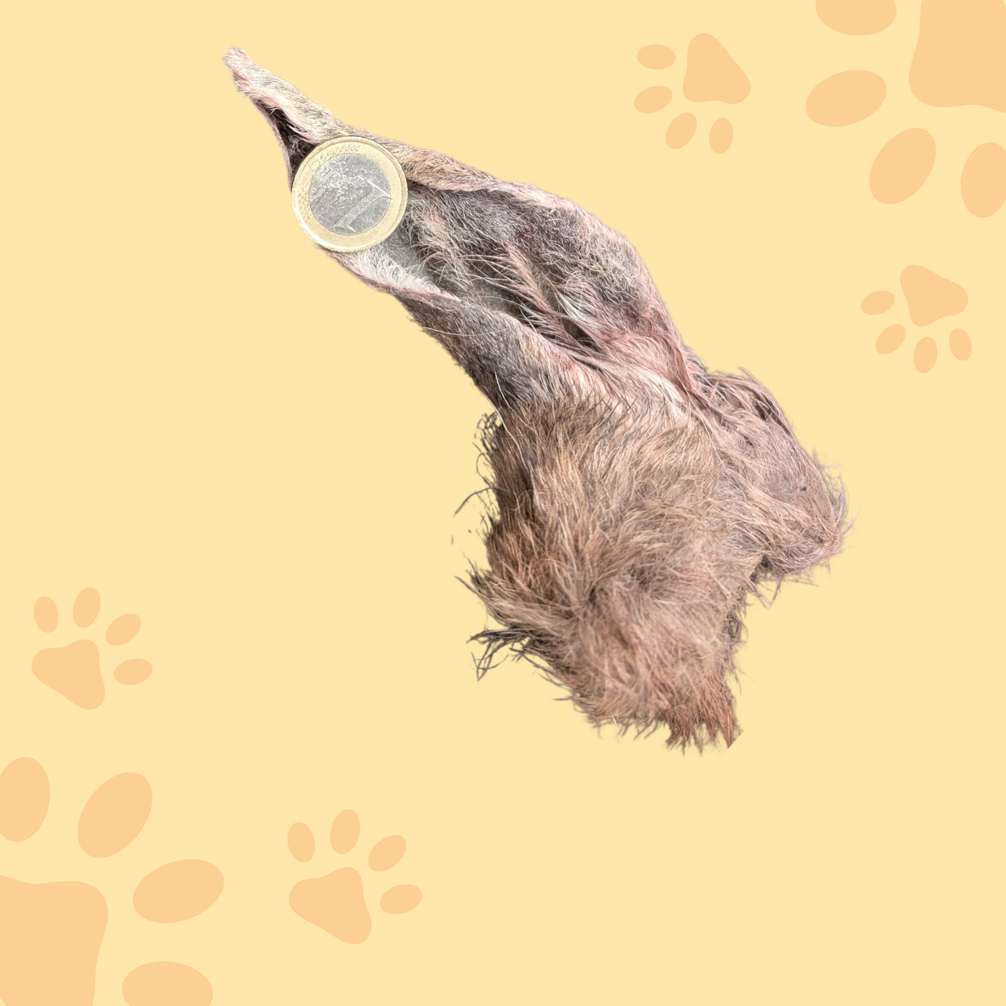 Oreille de cerf avec poils