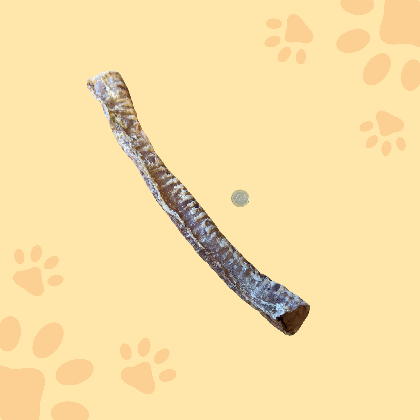 Trachée de boeuf 40-50cm