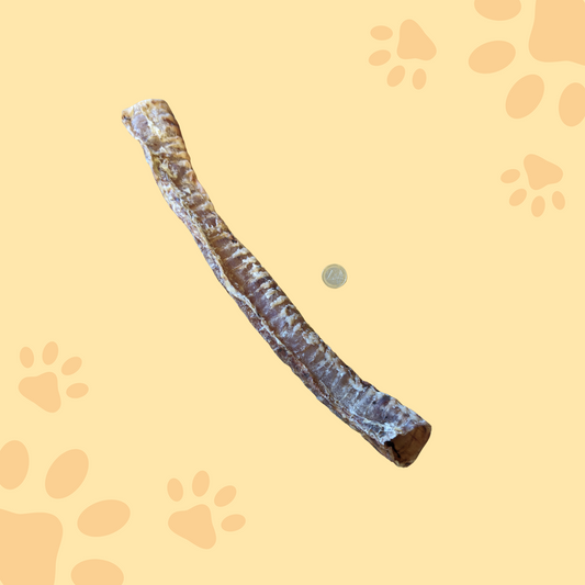 Trachée de boeuf 40-50cm