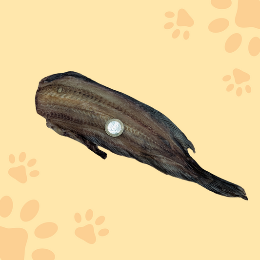 Carcasse de poisson-chat