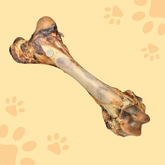 Os de boeuf XXL 33cm