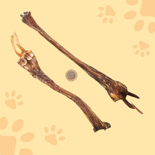 Tendon d'Achille de cerf