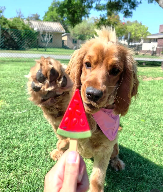 Pup Ice – Sucette Glacée à la Pastèque