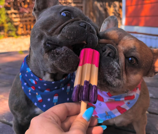 Pup Ice – Rocket Fraise/Myrtille