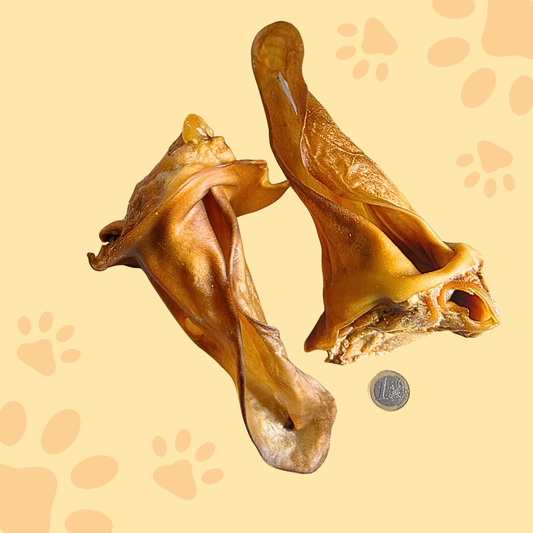 Oreille de chameau