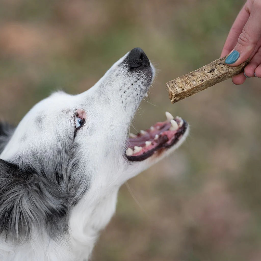 Stick dentaire au saumon