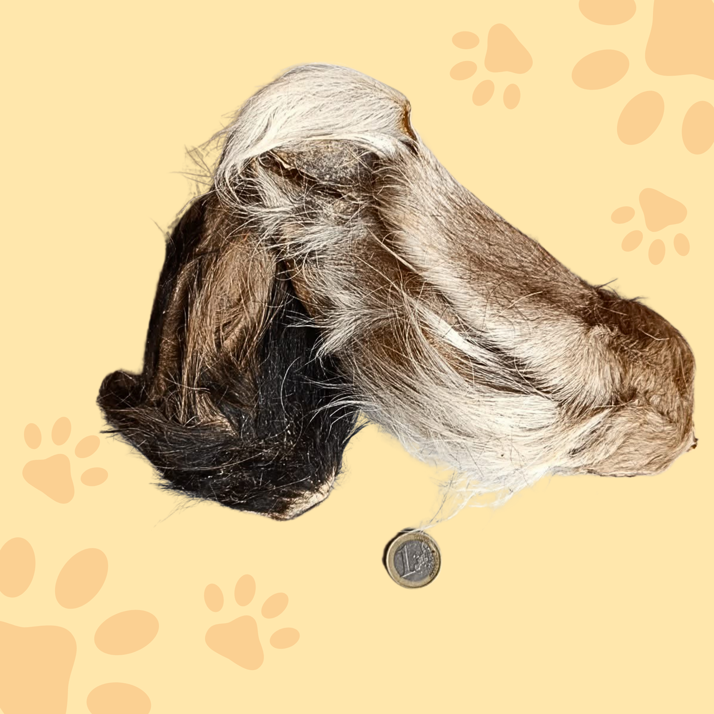 Oreille de bœuf avec poil