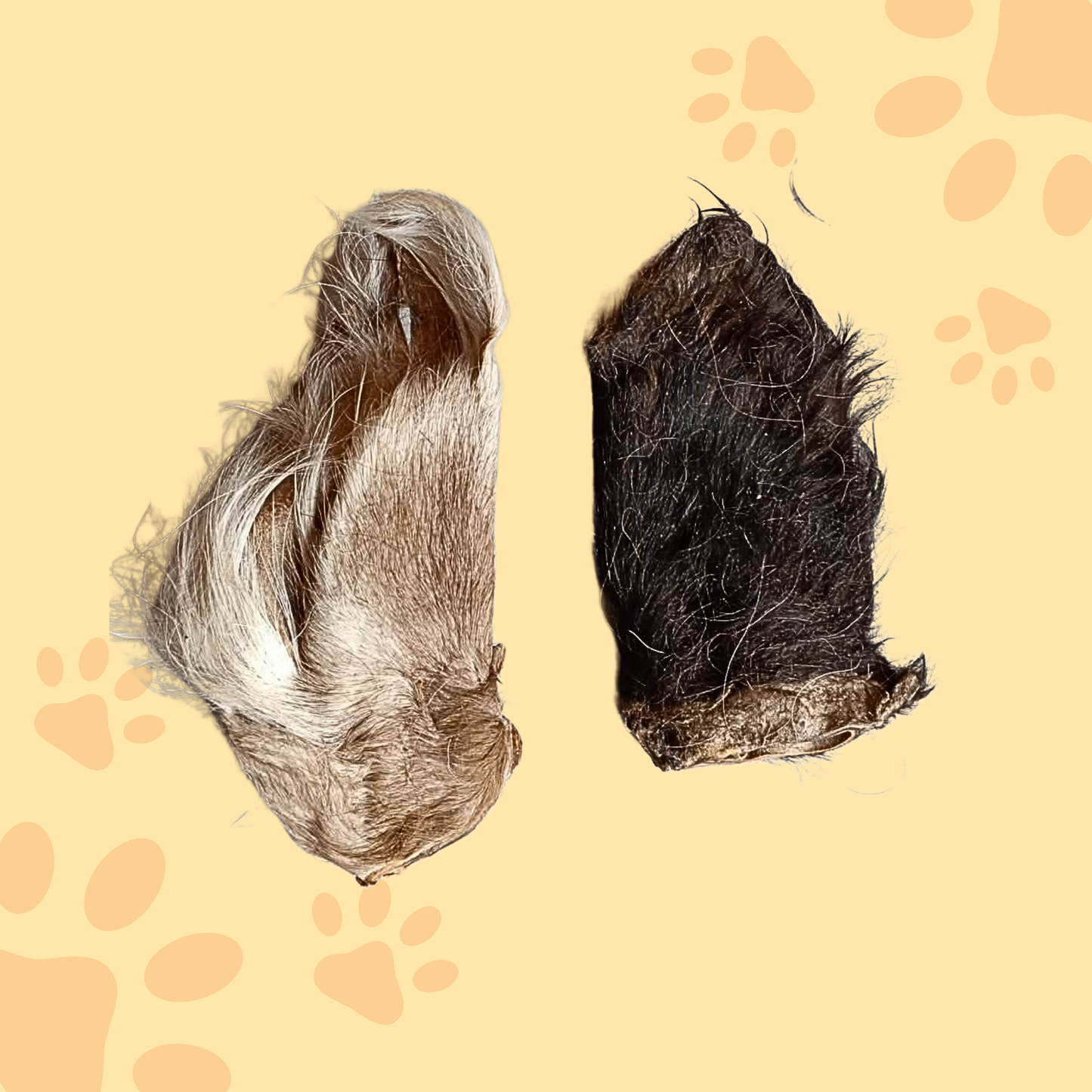 Oreille de bœuf avec poil