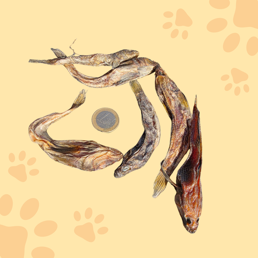 Gobies