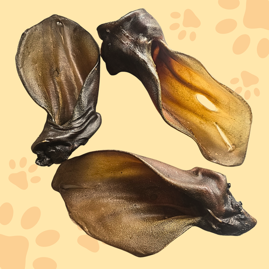 Oreille de boeuf XXL