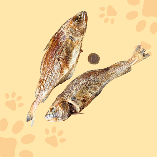 Tacaud