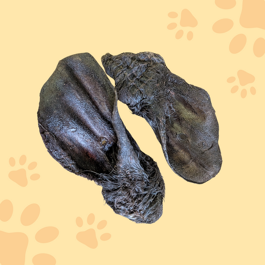 Oreille de bœuf avec poils XXL
