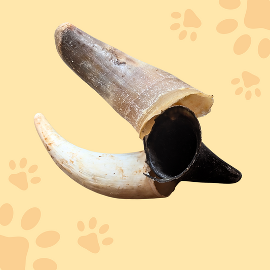 Corne de bœuf vide