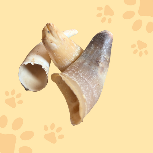 Corne de bœuf vide