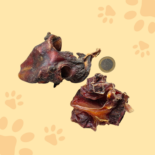Cartilage nasal de boeuf